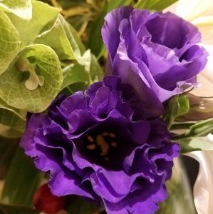 Meet your Posher, Geraldine